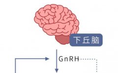 泰国试管婴儿：双胞胎的概率是多少？成功率有多高？